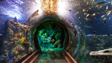 Ocean Tunnel | SEA LIFE Aquarium