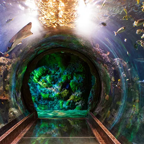 Ocean Tunnel | SEA LIFE Aquarium