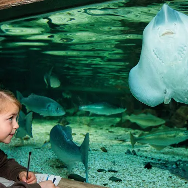 Stingray and Fish | SEA LIFE Aquarium