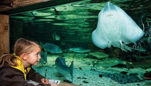 Stingray and Fish | SEA LIFE Aquarium