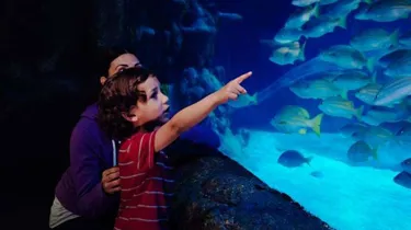 Harbor Exhibit | SEA LIFE Michigan Aquarium