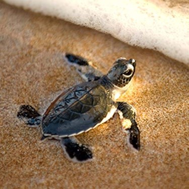 Small Turtle | SEA LIFE Aquarium