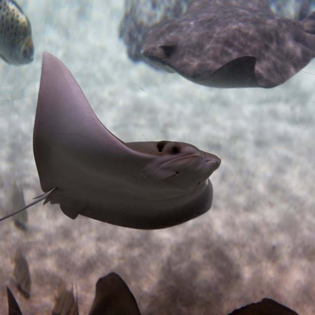Cow Nosed Rays At SEA LIFE | SEA LIFE Aquarium
