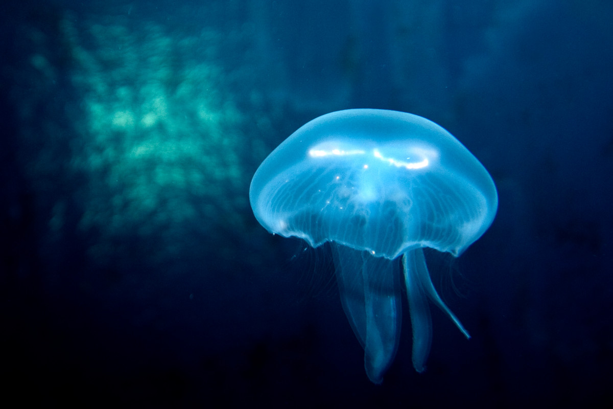 Jellyfish | SEA LIFE Aquarium