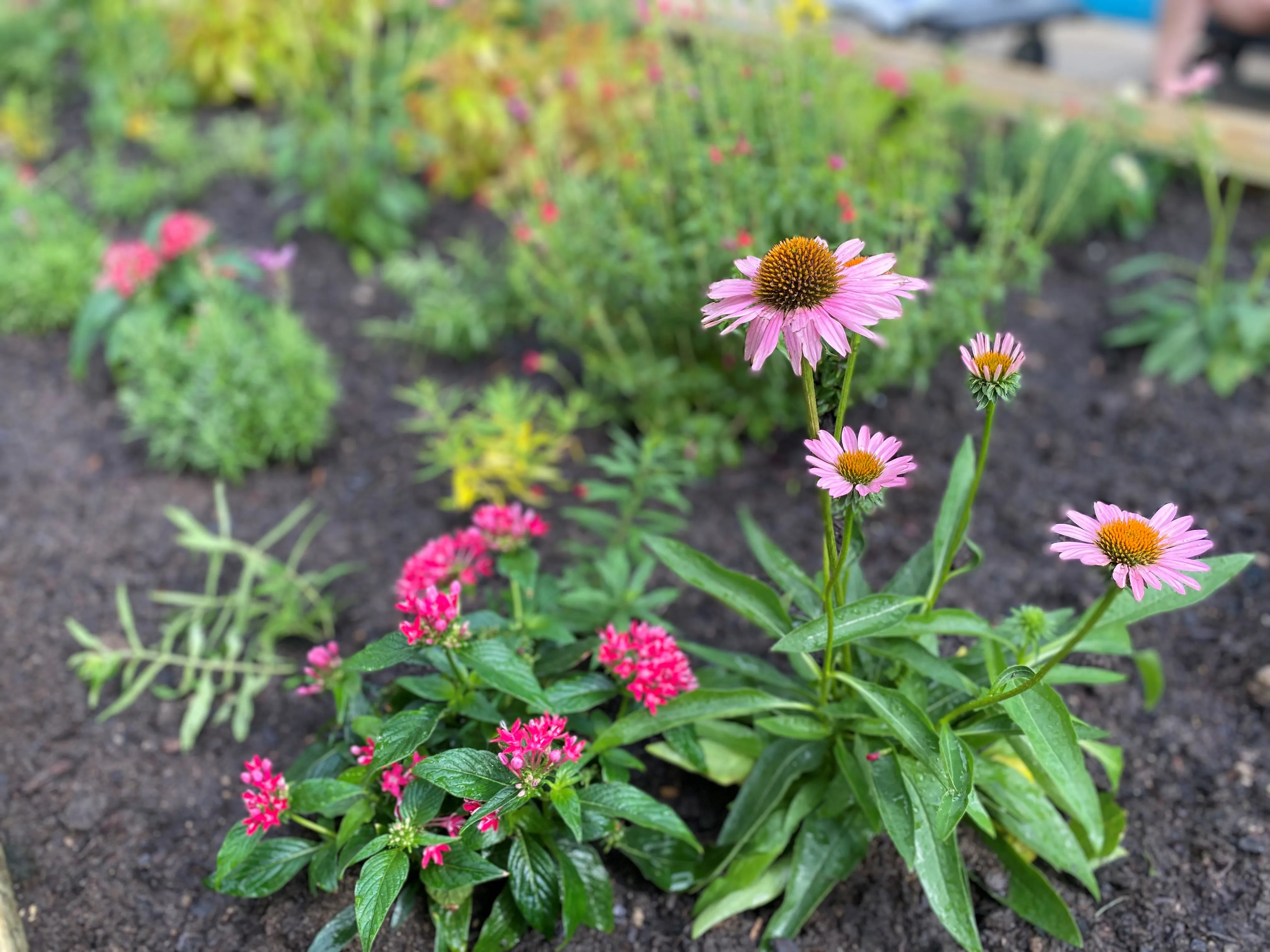 Flowers