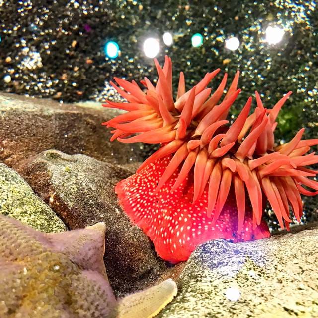 Interactive Touchpool | SEA LIFE Aquarium