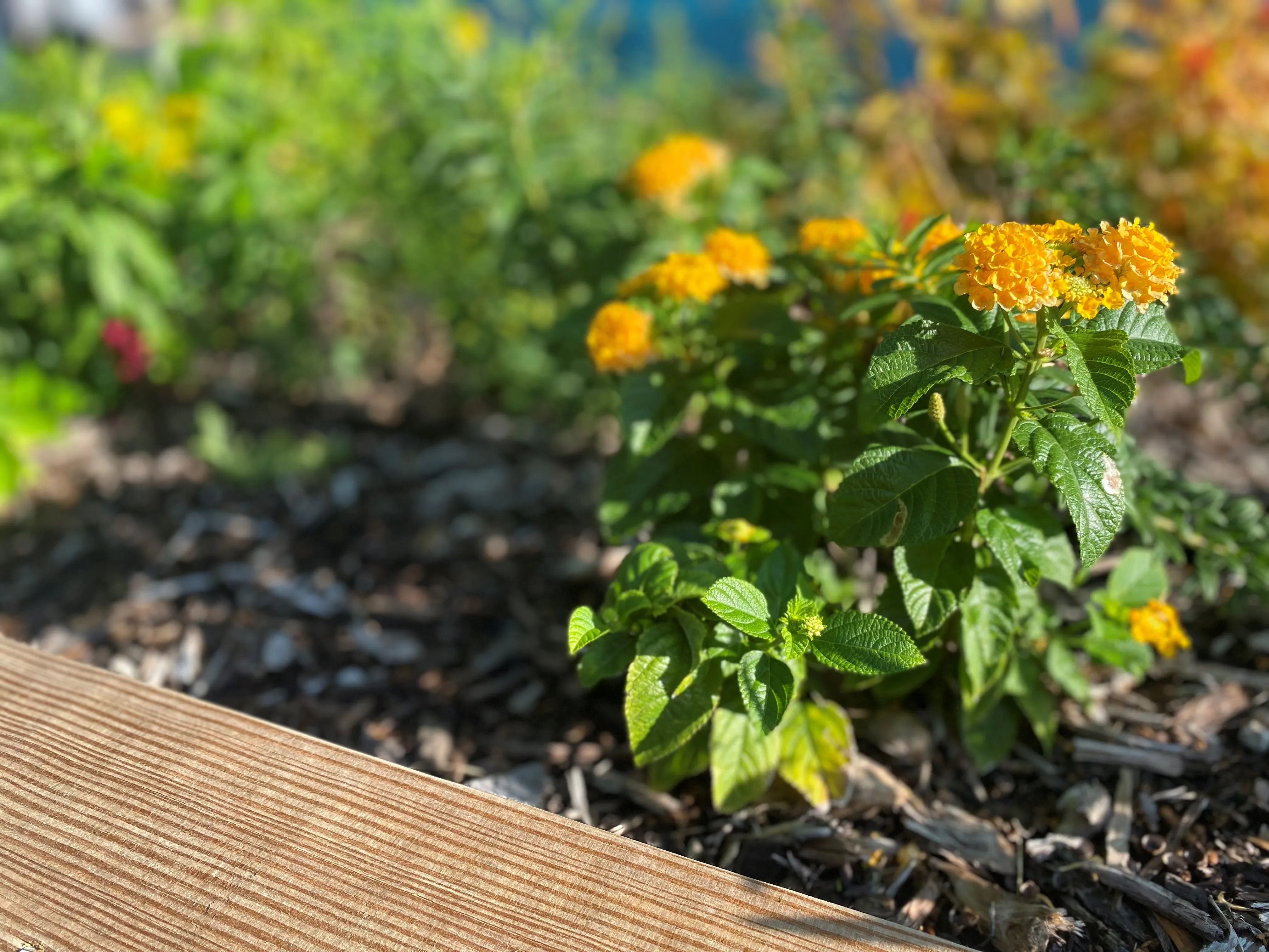 Yellow Flowers