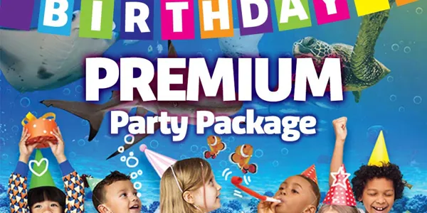 Premium Package Webtile Accesso 2024 Copy