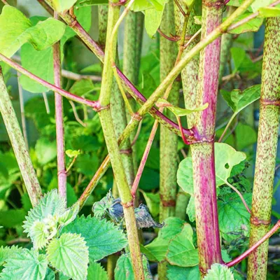 Invasive Species In Michigan Japanese Knotweed | SEA LIFE Michigan Aquarium
