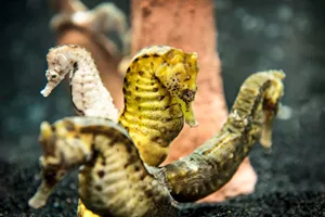 Seahorses at SEA LIFE | SEA LIFE Aquarium