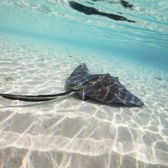 Stingray | SEA LIFE Aquarium