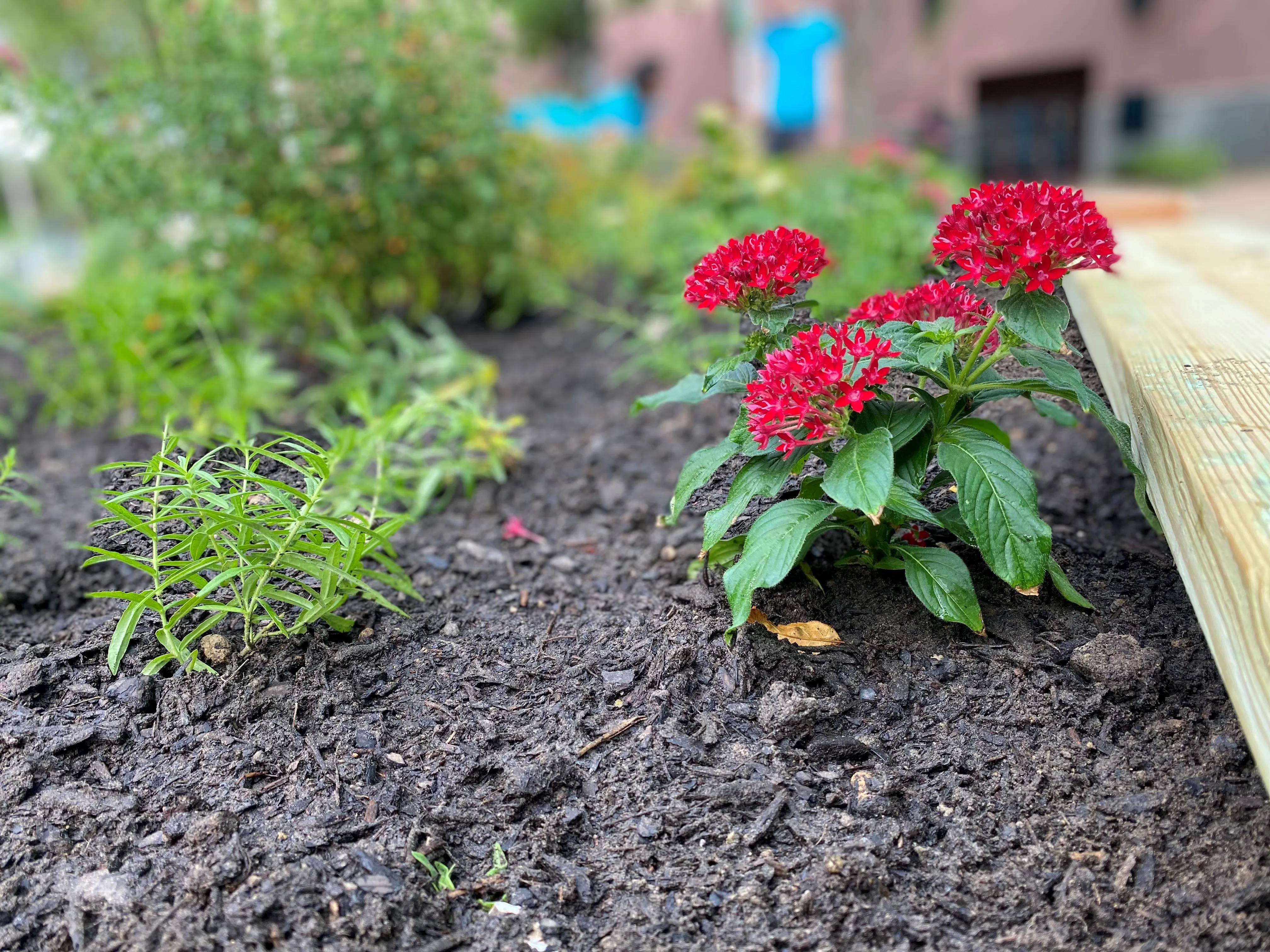 Red Flowers