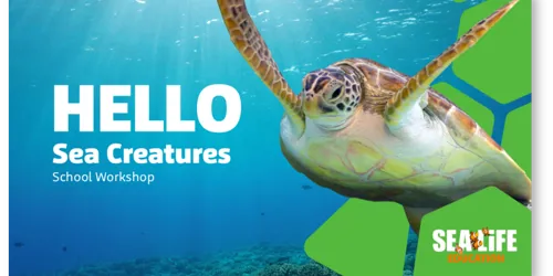 Sea Creatures Workshop Web Tile