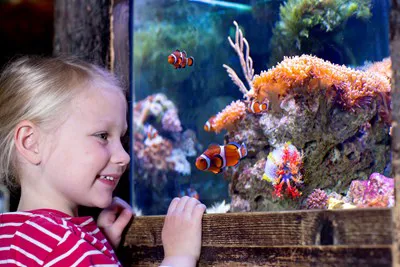 Clown Fish | SEA LIFE Aquarium