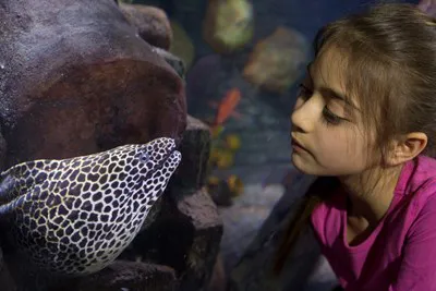 Eel | SEA LIFE Aquarium