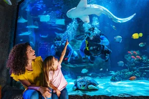 A woman and young girl sit in front a habitat at SEA LIFE. The young girl is pointing at a shark that is just above two divers in the habitat.