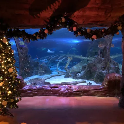SEA LIFE Holiday Dino Dive