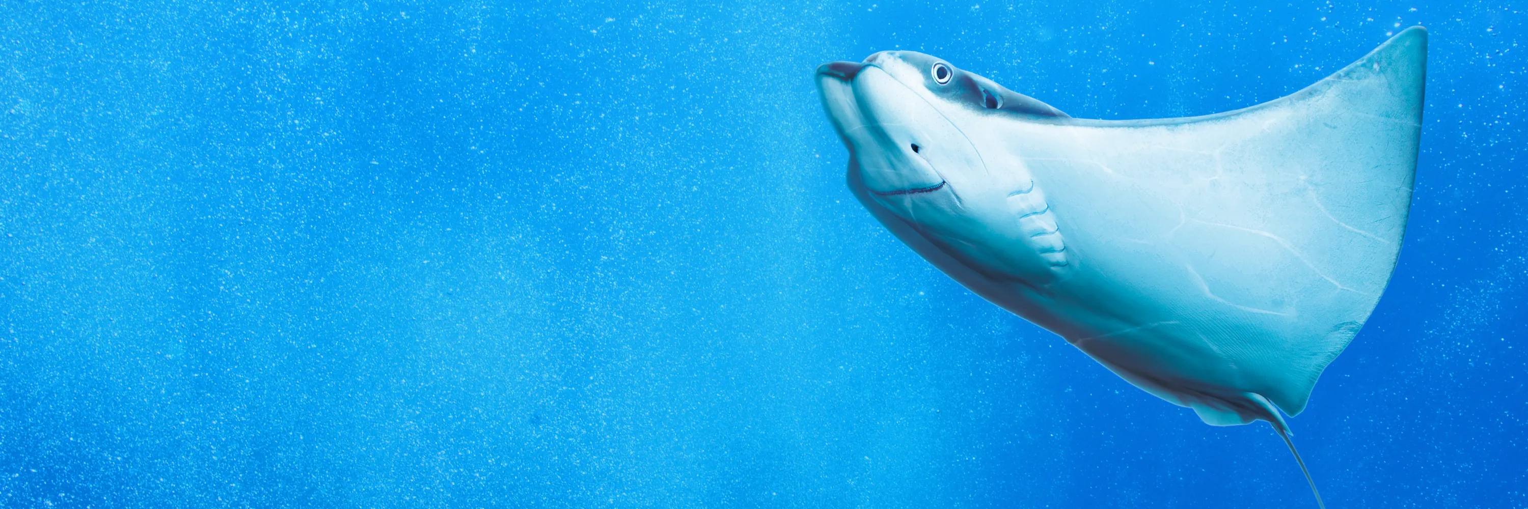 Military Appreciation Month