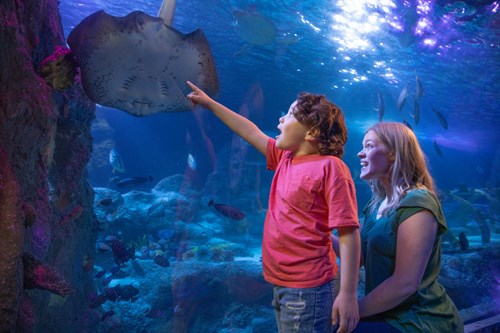 Visitors watching the stingray in the SEA LIFE Grapevine Aquarium