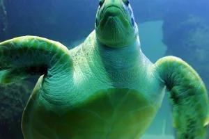 Tropical Ocean Exhibit | | SEA LIFE Aquarium