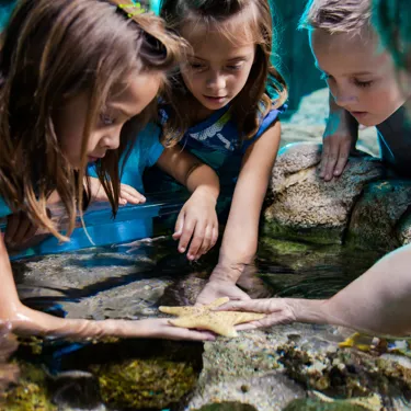Sealife Schools Touchpool Group | SEA LIFE Aquarium