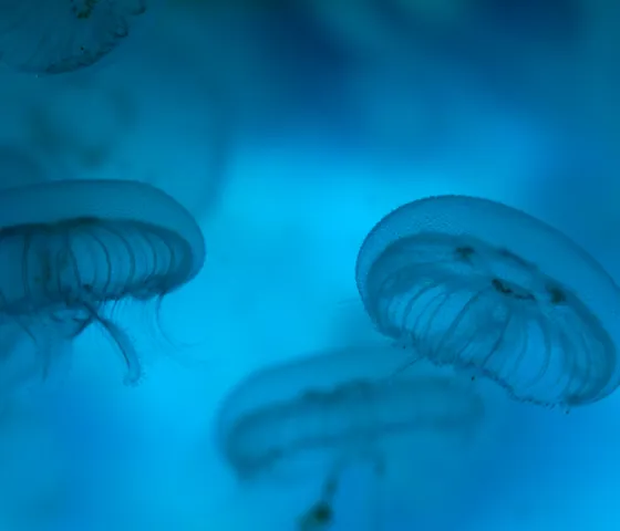 Jellyfish | SEA LIFE Grapevine Aquarium