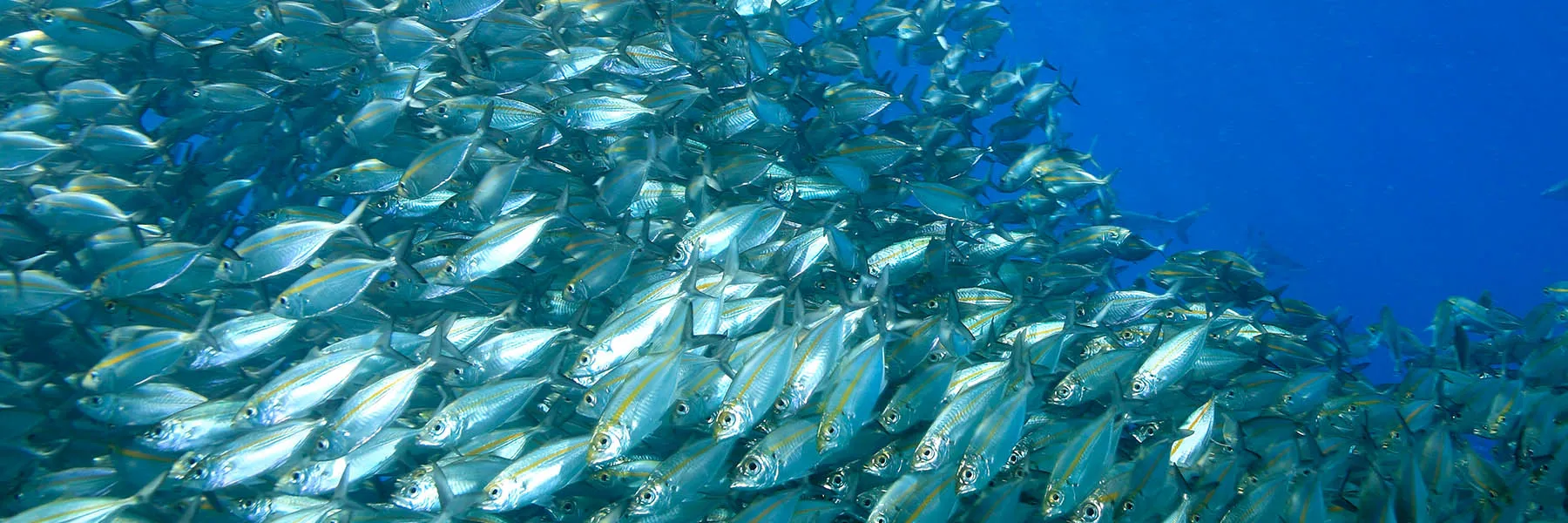 Schools and Groups at SEA LIFE Aquarium