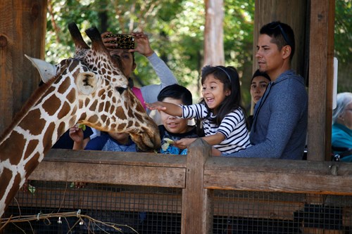 Child feeding giraffe at Dallas Zoo