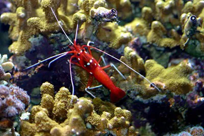 Touchpool | SEA LIFE Aquarium