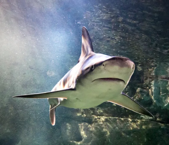 Talks & Feeds | SEA LIFE Aquarium