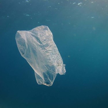 Plastic Bag | SEA LIFE Michigan Aquarium