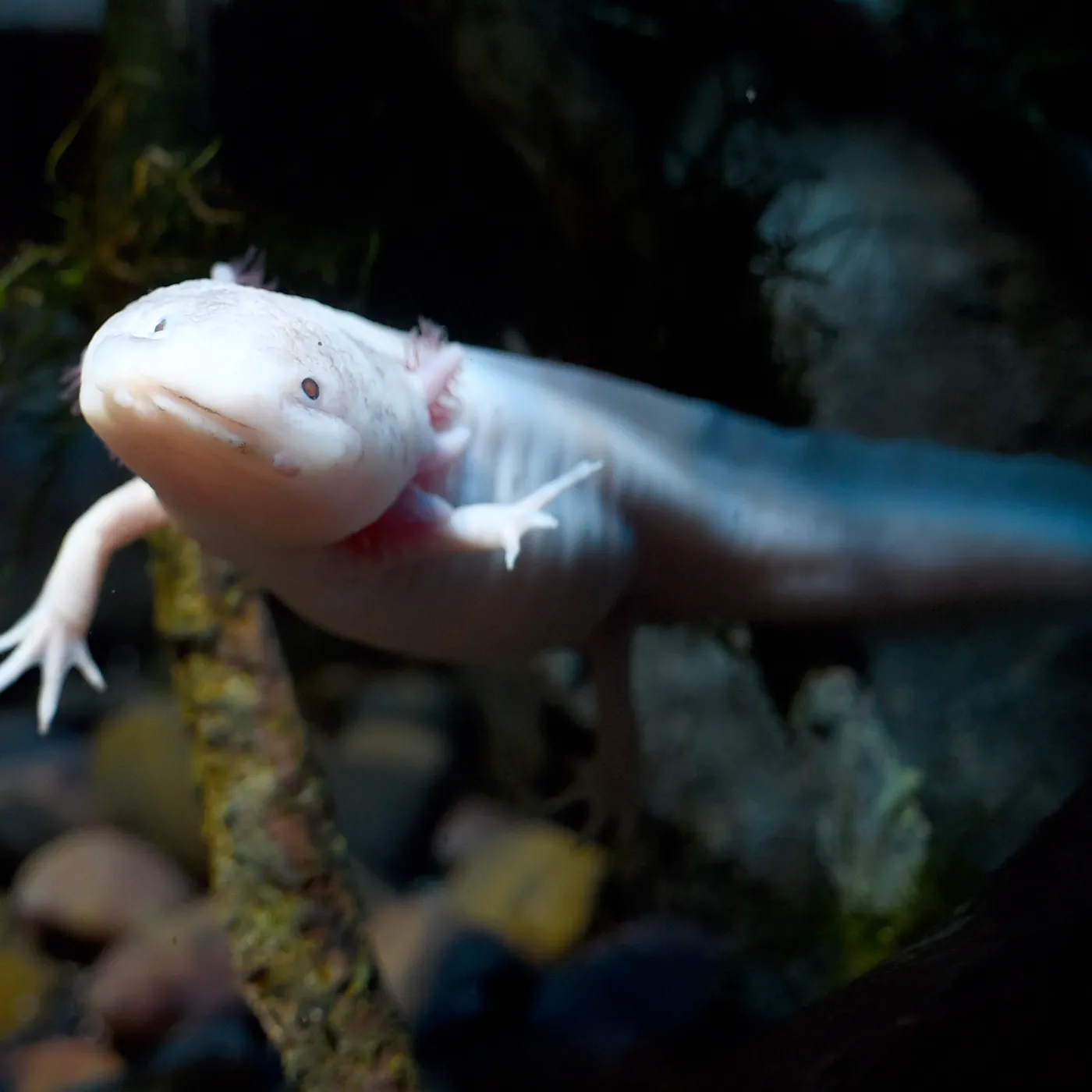 Axiotis Fish Rainforest Species | SEA LIFE Gt. Yarmouth Aquarium