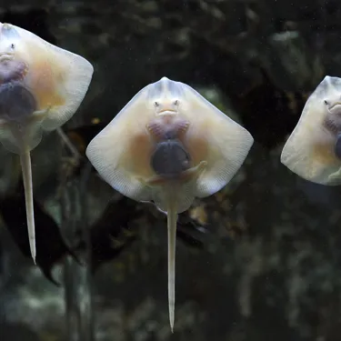 Baby Rays