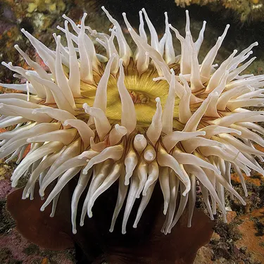 Sea Anemone