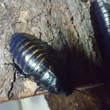 Cockroach