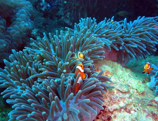 Sea Bed Clown Fish