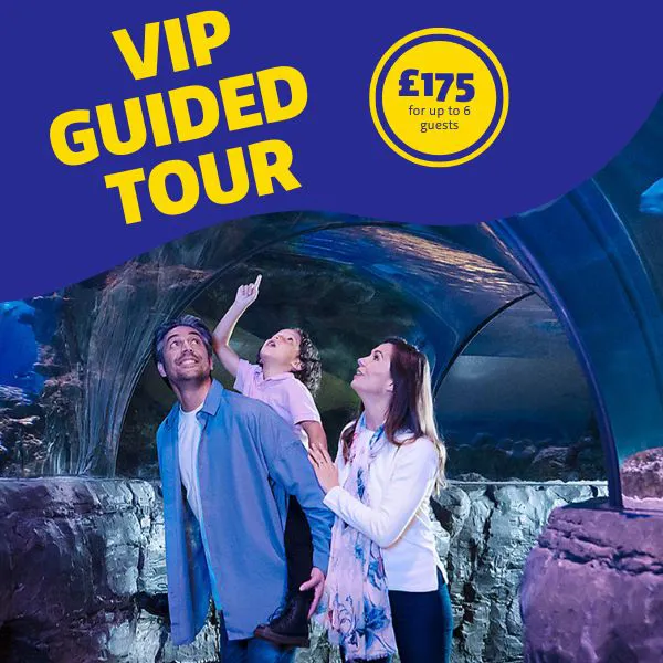 VIP Guided Tour 11