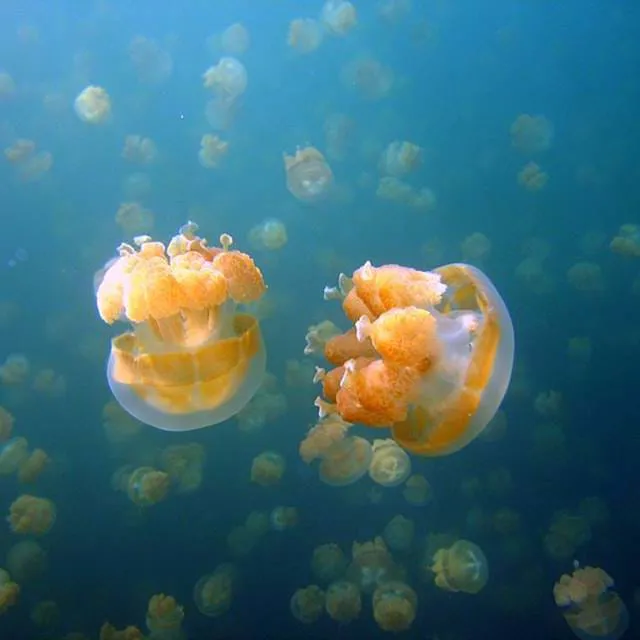 Cassiopea Jellyfish