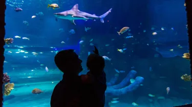 Shark Tank Silhouette2