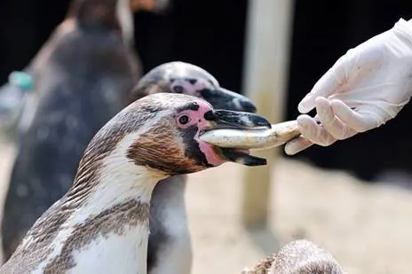 Penguin Feed