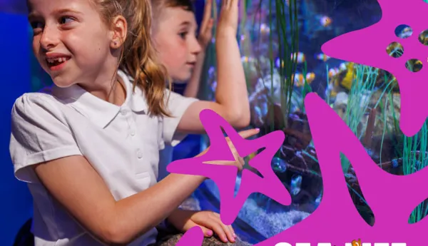 WEB Schools Image Starfish 742X668px