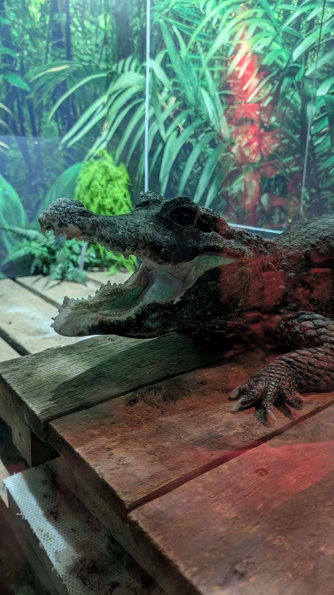 Croc 5