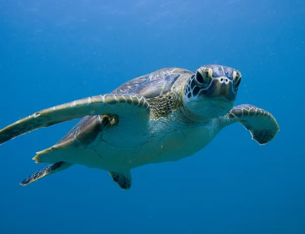 Green Sea Turtle