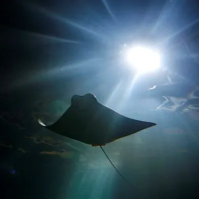 6435 Cow Nosed Ray