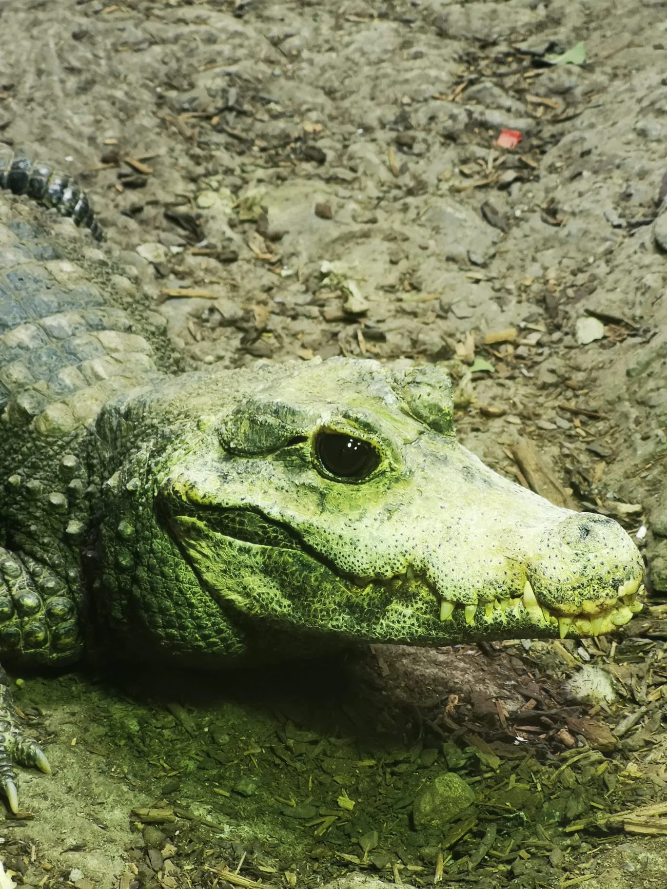 Croc 3