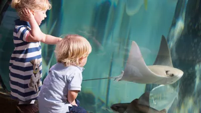 Children And Cownose Ray