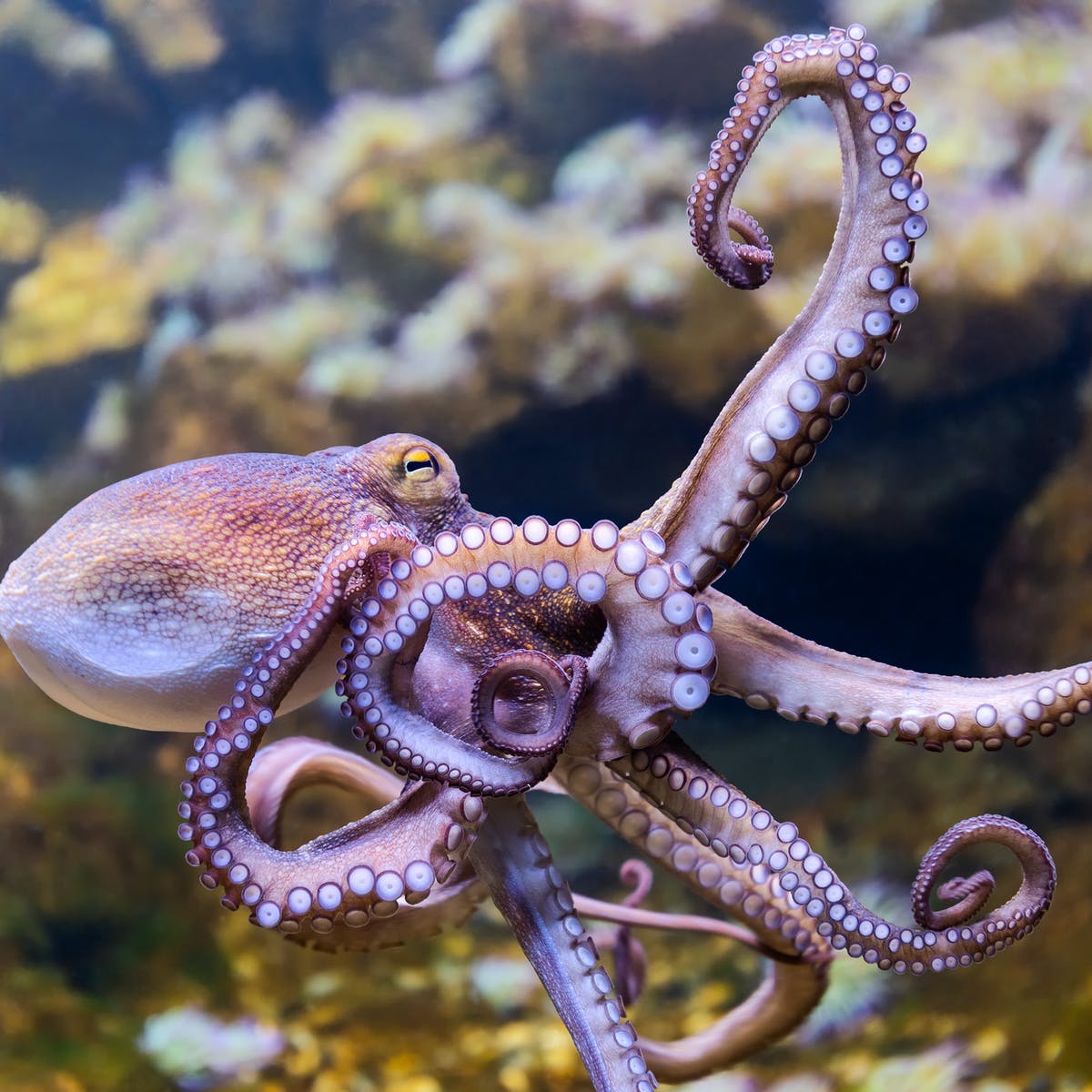 Octopus 1.1