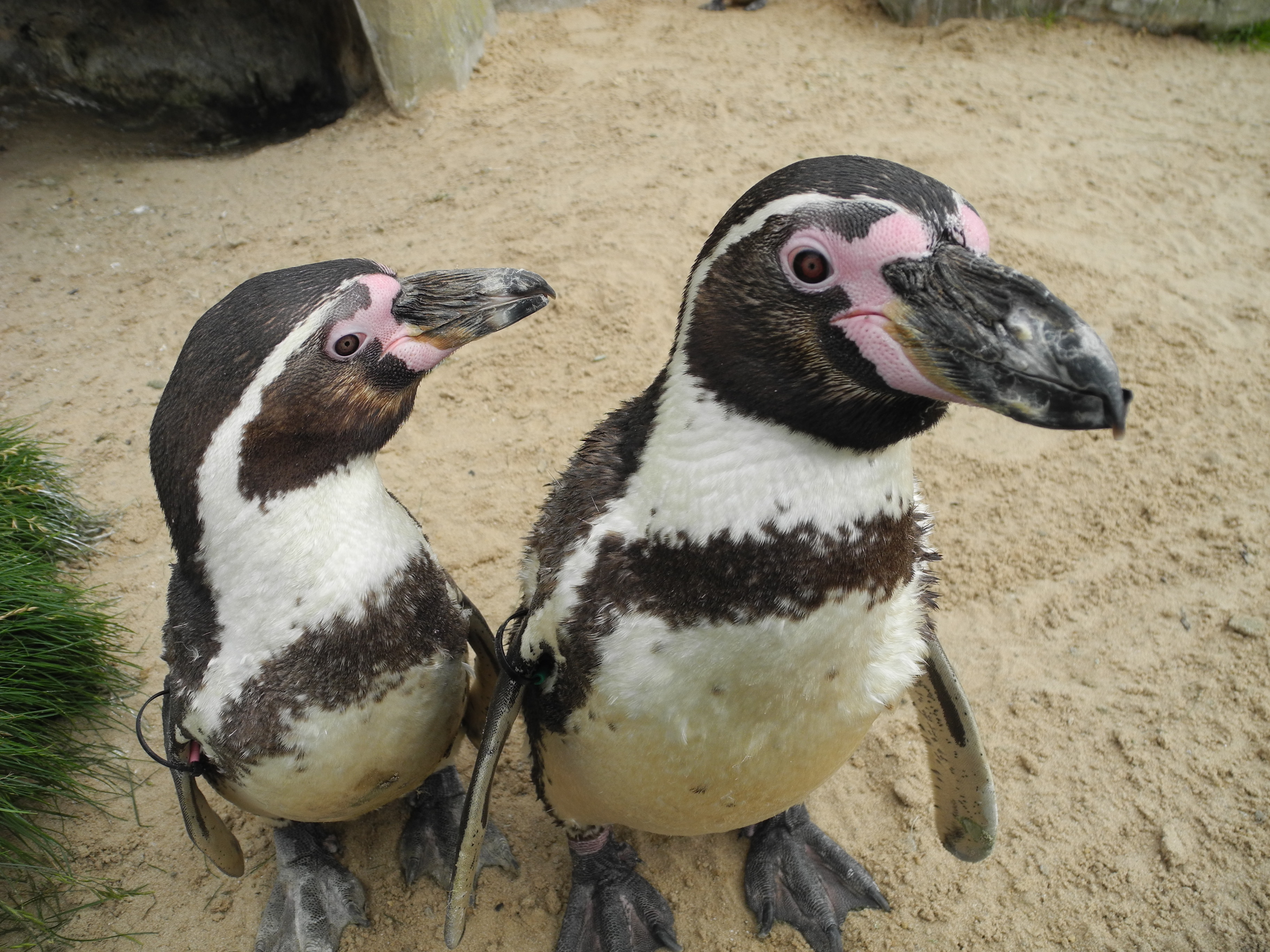 Humboldt Penguin And Chick