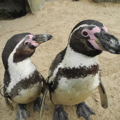 Humboldt Penguin And Chick