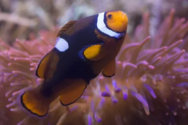 Clownfish (1)